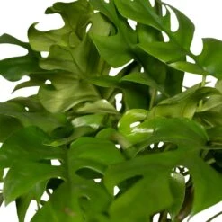 Monstera Minima - H25cm, ø15cm - Plante D'intérieur -Einhell Boutique 98881b448473e4cf