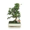 Bonsaï Fukientee - Carmona Microphylla - Environ 10 Ans 2 Bonsaï Fukientee - Carmona Microphylla - Environ 10 Ans -Einhell Boutique 9986a6822dee6337