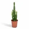 Euphorbia Acrurensis - H80cm, ø24cm - Grande Plante D'intérieur -Einhell Boutique 9b4030fe0c5044dd