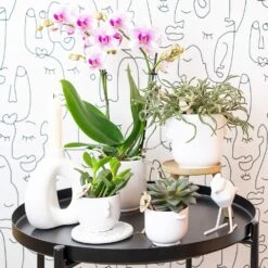 Orchidée Rose Phalaenopsis - H35cm, ø9cm - Plante D'intérieur Fleurie -Einhell Boutique 9c505eca97f59dd7