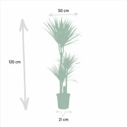 Yucca, Dracaena, Duo De Plantes - Grandes Plantes D'intérieur -Einhell Boutique 9da9357d44230960