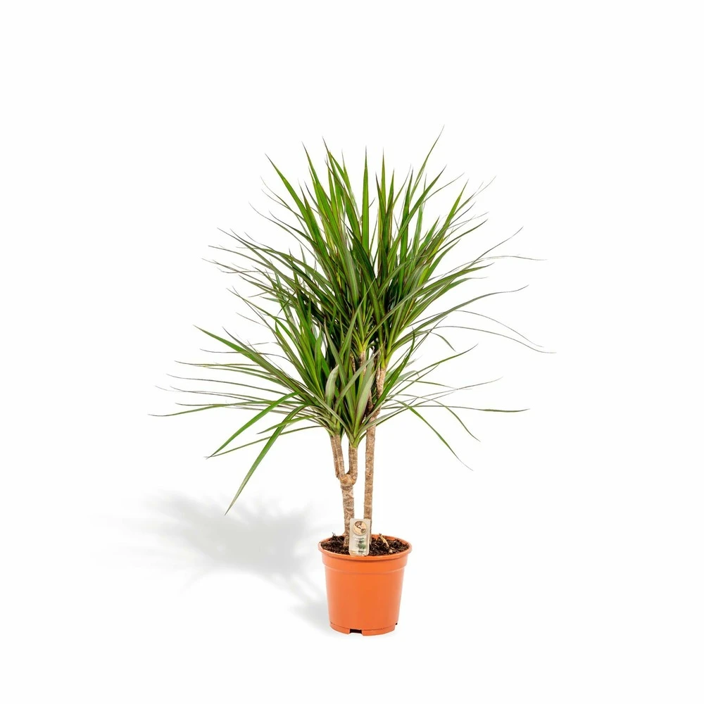 Dracaena Marginata - H90cm, ø17cm - Grande Plante D'intérieur 3 Dracaena Marginata - H90cm, ø17cm - Grande Plante D'intérieur