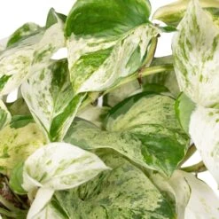 Epipremnum Happy Leaf Scindapsus - H15cm, ø12cm - Plante D'intérieur Tombante -Einhell Boutique 9ff0fe9832ba9055