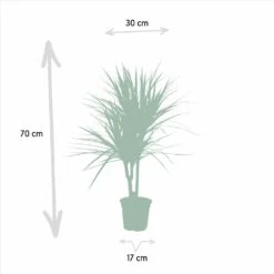 Dracaena Marginata - H90cm, ø17cm - Grande Plante D'intérieur 11 Dracaena Marginata - H90cm, ø17cm - Grande Plante D'intérieur -Einhell Boutique a10a0eaf2b955cc4