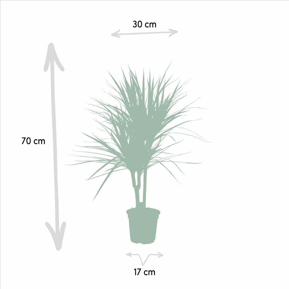 Dracaena Marginata - H90cm, ø17cm - Grande Plante D'intérieur 7 Dracaena Marginata - H90cm, ø17cm - Grande Plante D'intérieur – Image 5