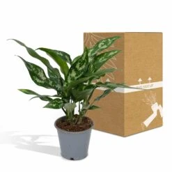 Aglaonema Maria - H30cm, ø12cm - Plante D'intérieur 11 Aglaonema Maria - H30cm, ø12cm - Plante D'intérieur -Einhell Boutique a1fde7798e932efa