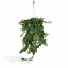 Hedera Lierra Tombant - H70cm, ø24cm - Plante D'intérieur Tombante 2 Hedera Lierra Tombant - H70cm, ø24cm - Plante D'intérieur Tombante -Einhell Boutique a23c5284dc4ceea7