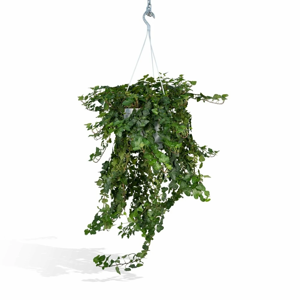 Hedera Lierra Tombant - H70cm, ø24cm - Plante D'intérieur Tombante 3 Hedera Lierra Tombant - H70cm, ø24cm - Plante D'intérieur Tombante