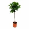 Ficus Lyrata Xl - H150cm, ø30cm - Très Grande Plante D'intérieur -Einhell Boutique a25d2540f33ff31e