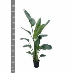 Strelitzia Nicolai Xxl - H210cm - Très Grande Plante D'intérieur -Einhell Boutique a416c97b89ab9121