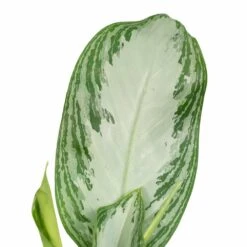 Aglaonema Silver Bay - H55cm, ø17cm - Plante D'intérieur 9 Aglaonema Silver Bay - H55cm, ø17cm - Plante D'intérieur -Einhell Boutique a5b31a05b559baea