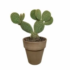 Opuntia Microdasys Et Son Cache-pot Marron - H40cm, ø17cm - Plante D'intérieur -Einhell Boutique a5b5547e6fb3b690