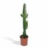 Euphorbia Acrurensis - H50cm, ø17cm - Grande Plante D'intérieur 1 Euphorbia Acrurensis - H50cm, ø17cm - Grande Plante D'intérieur -Einhell Boutique a75a46cc2579c168