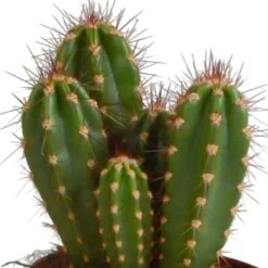 Cactus, Box De 3 Plantes - H15cm, ø10,5cm - Plantes D'intérieur -Einhell Boutique a87631cfc895184c