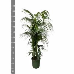 Palmier Kentia Xxxl - H230cm - Très Grande Plante D'intérieur 6 Palmier Kentia Xxxl - H230cm - Très Grande Plante D'intérieur -Einhell Boutique aabf5e3fb5806dbe