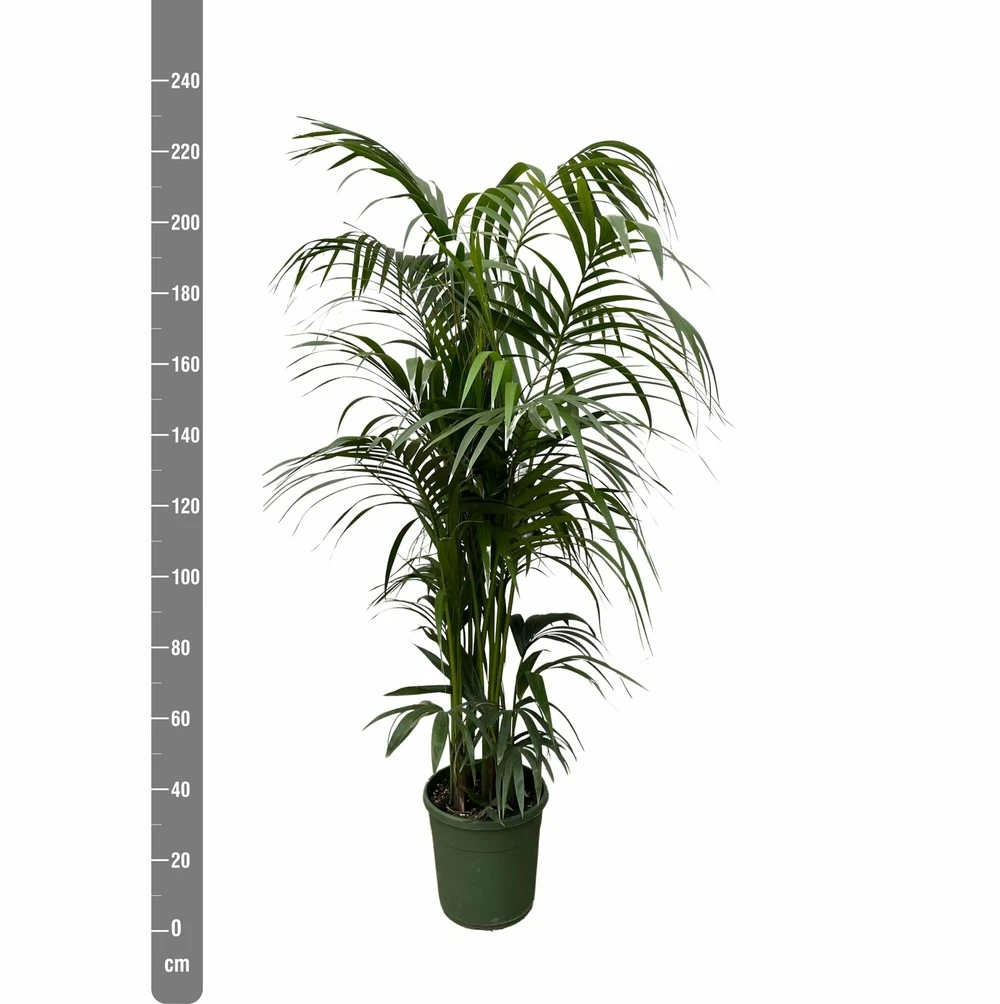Palmier Kentia Xxxl - H230cm - Très Grande Plante D'intérieur 4 Palmier Kentia Xxxl - H230cm - Très Grande Plante D'intérieur – Image 2