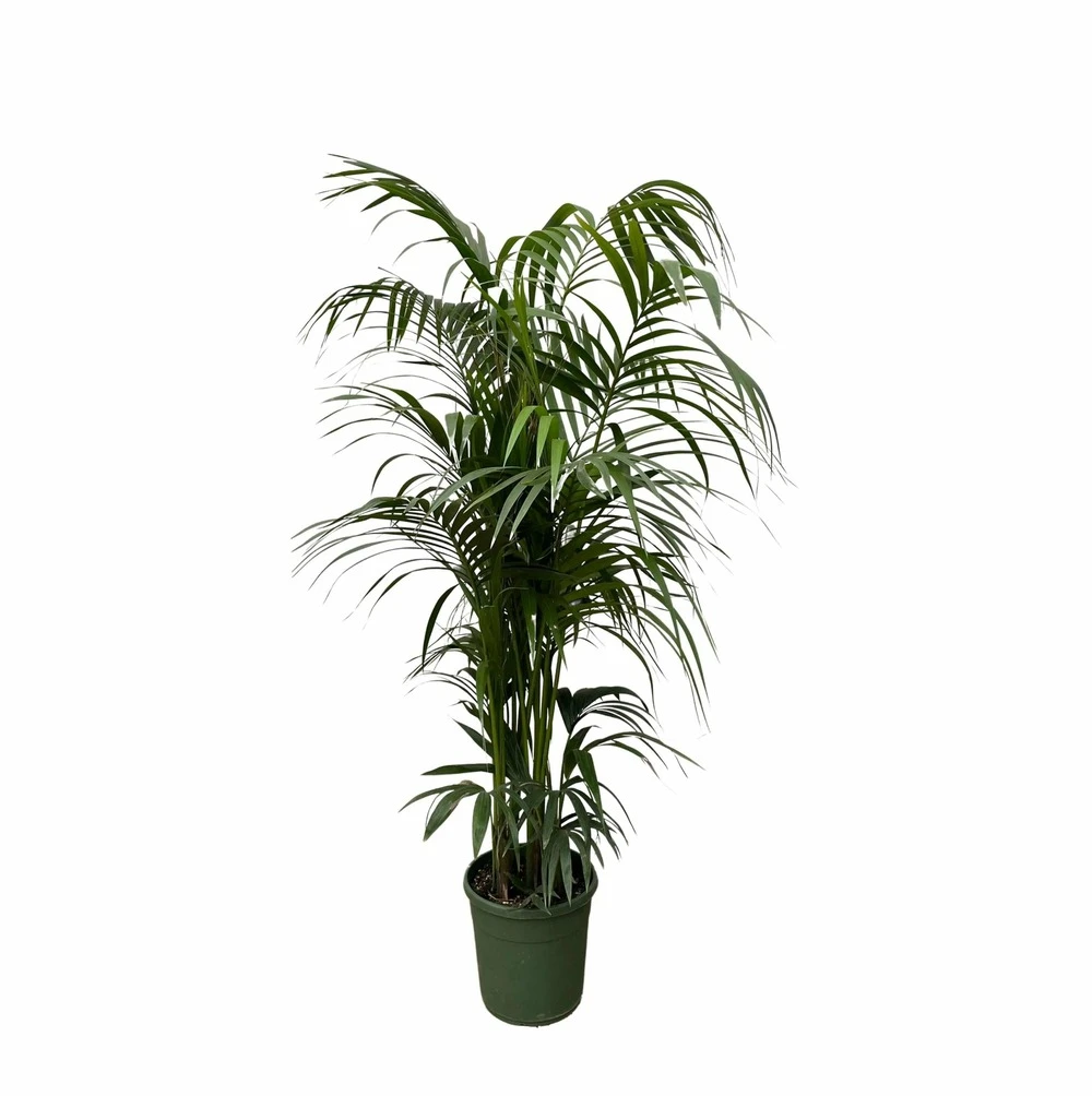 Palmier Kentia Xxxl - H230cm - Très Grande Plante D'intérieur 3 Palmier Kentia Xxxl - H230cm - Très Grande Plante D'intérieur