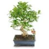 Figuier Chinois Bonsaï - Ficus Retusa - Env. 10 Ans 1 Figuier Chinois Bonsaï - Ficus Retusa - Env. 10 Ans -Einhell Boutique adc756339e8612c4