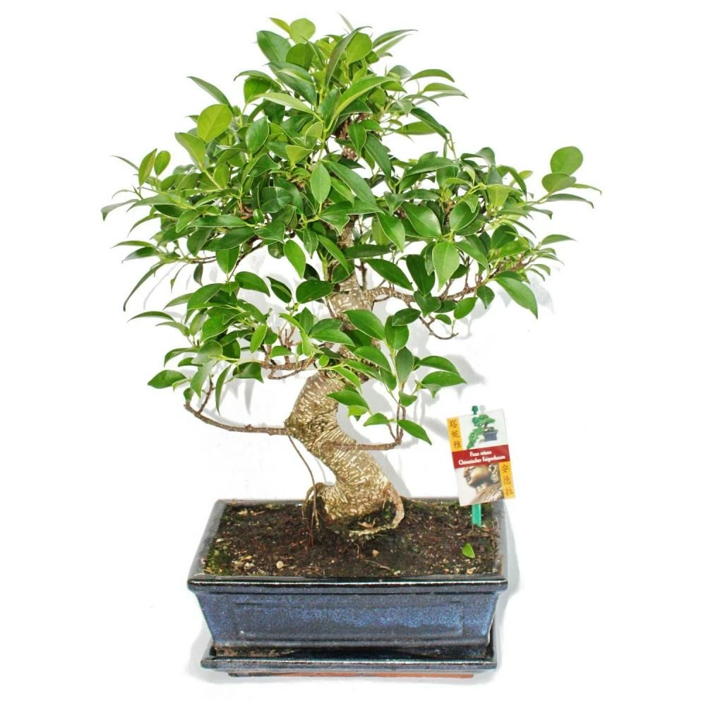 Figuier Chinois Bonsaï - Ficus Retusa - Env. 10 Ans 3 Figuier Chinois Bonsaï - Ficus Retusa - Env. 10 Ans