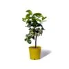 Cedrat Ethrog Bio Tailles:pot De 3 Litres, Hauteur 30/40 Cm 1 Cedrat Ethrog Bio Tailles:pot De 3 Litres, Hauteur 30/40 Cm -Einhell Boutique ae42a36e8dbb1aab