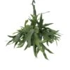 Fougère De Cerf - H50cm, ø21cm - Plante D'intérieur Tombante -Einhell Boutique afb189e162e019dc