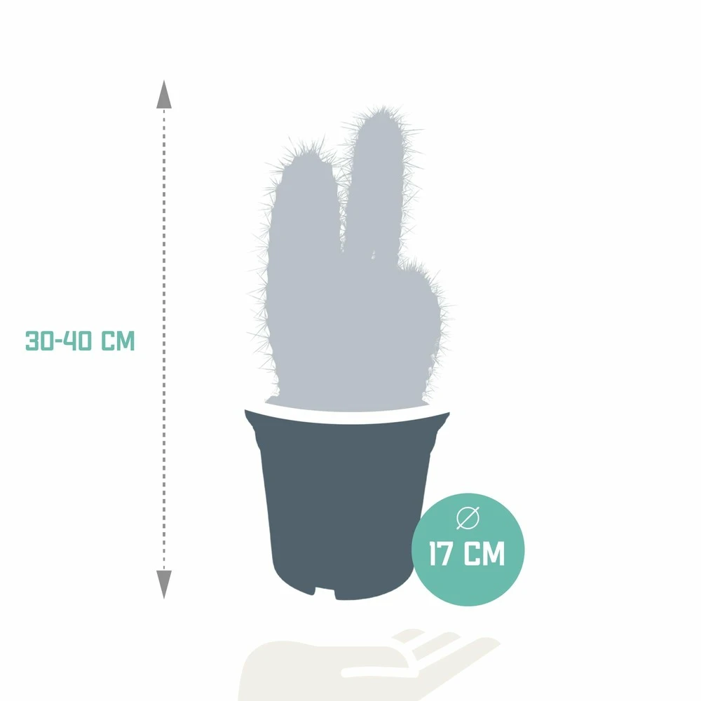 Pilosocereus Azureus - H40cm, ø17cm - Plante D'intérieur 4 Pilosocereus Azureus - H40cm, ø17cm - Plante D'intérieur – Image 2
