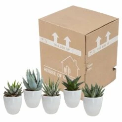 Gasteria, Haworthia Et Leurs Caches-pots Blancs, Box De 5 Plantes - H8cm, ø6cm - Plantes D'intérieur -Einhell Boutique b21e979194cb601b