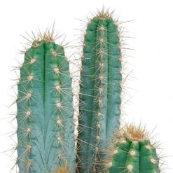Pilosocereus Azureus Et Son Cache-pot Marron - H40cm, ø17cm - Plante D'intérieur -Einhell Boutique b23cc9a2439d2a8e