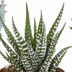 Gasteria, Haworthia, Box De 5 Plantes - H12cm, ø5,5cm - Plantes D'intérieur -Einhell Boutique b4c4f900794f4f5a