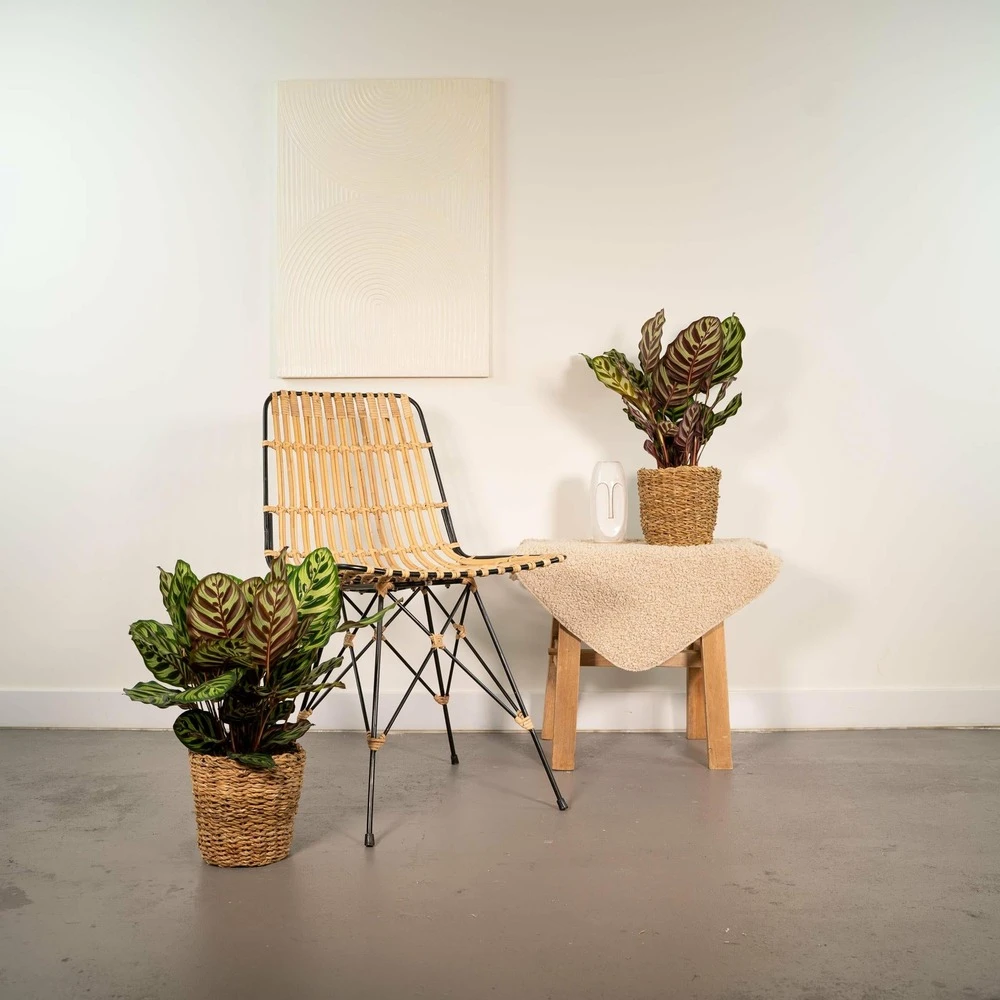 Calathea Makoyana Duo - Plantes D'intérieur 3 Calathea Makoyana Duo - Plantes D'intérieur – Image 2