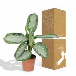 Aglaonema Silver Bay - H55cm, ø17cm - Plante D'intérieur 11 Aglaonema Silver Bay - H55cm, ø17cm - Plante D'intérieur -Einhell Boutique b5f3c26db9e6b948