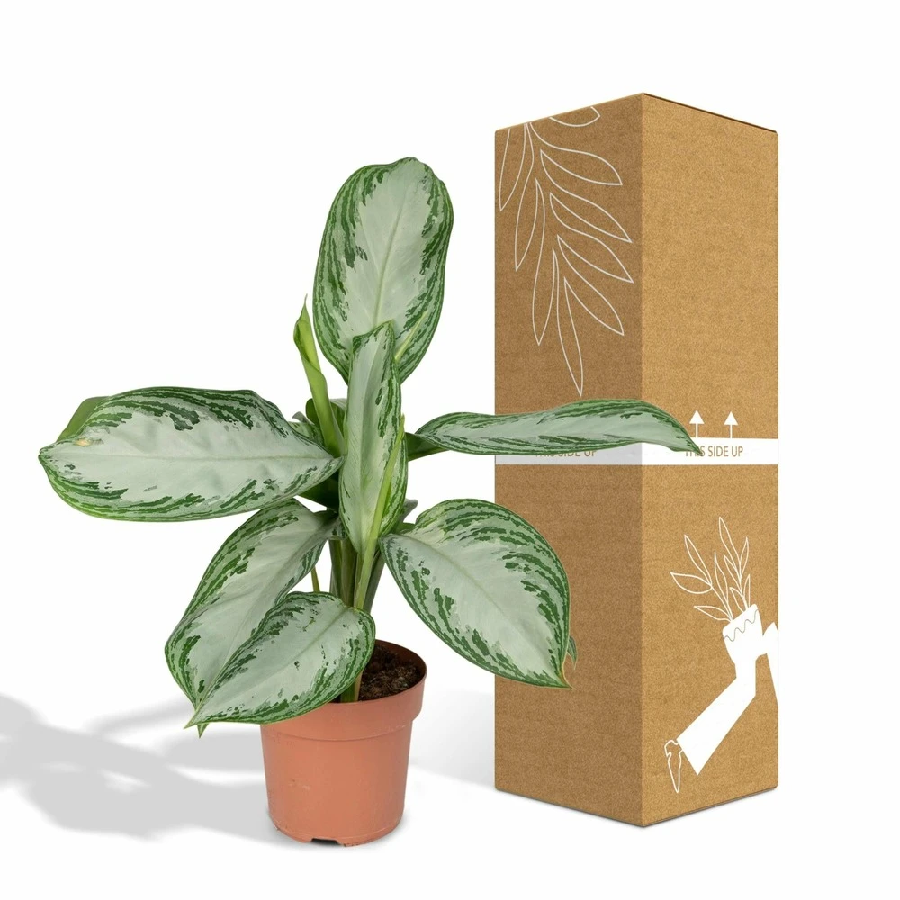 Aglaonema Silver Bay - H55cm, ø17cm - Plante D'intérieur 7 Aglaonema Silver Bay - H55cm, ø17cm - Plante D'intérieur – Image 5