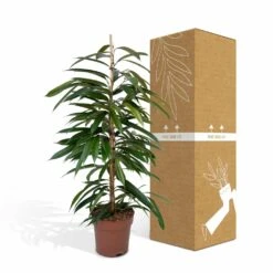 Ficus Amstel King - H100cm, ø21cm - Très Grande Plante D'intérieur -Einhell Boutique b65ad4a4798c5ea3