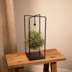 Tillandsia Et Son Support En Cube - H35cm, ø20cm - Plante D'intérieur Tombante -Einhell Boutique b6622f5dc9dfd9e9