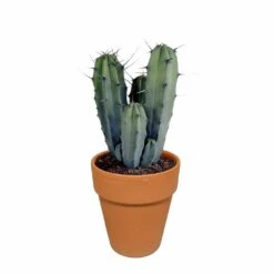 Myrtillocactus Et Son Cache-pot En Terracotta - H40cm, ø17cm - Plante D'intérieur -Einhell Boutique b6968ab3d045db57