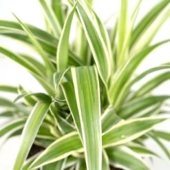 Chlorophytum - H25cm, ø12cm - Plante D'intérieur -Einhell Boutique b7f620c9978f9f23