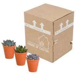 Echeveria Et Leurs Caches-pots Terracotta, Box De 3 Plantes - H12cm, ø9,5cm - Plantes D'intérieur -Einhell Boutique b844b44b7419e9dd