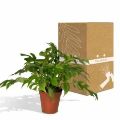 Monstera Minima - H25cm, ø15cm - Plante D'intérieur -Einhell Boutique b8c87ee92749a24b