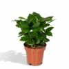 Caféier Arabica - H25cm, ø12cm - Plante D'intérieur -Einhell Boutique b9f359480869dc90