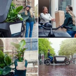 Ficus Altissima - H85cm, ø21cm - Grande Plante D'intérieur -Einhell Boutique bb03ac7ea7453413