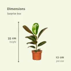 Box Suprise X6 - Plantes D'intérieur -Einhell Boutique bb903151827f8d7f