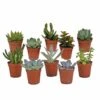 Succulentes, Box De 10 Plantes - H13cm, ø5,5cm - Plantes D'intérieur -Einhell Boutique bbddecabd404f6d0