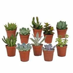 Succulentes, Box De 10 Plantes - H13cm, ø5,5cm - Plantes D'intérieur