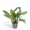 Aglaonema Christina - H30cm, ø12cm - Plante D'intérieur 1 Aglaonema Christina - H30cm, ø12cm - Plante D'intérieur -Einhell Boutique bd756058d37b3c54