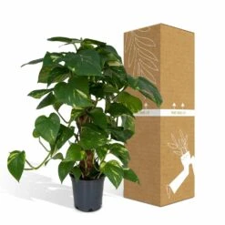 Epipremnum Aureum Et Son Tuteur - H60cm, ø15cm - Plante D'intérieur Tombante -Einhell Boutique bd7e46b268289aae