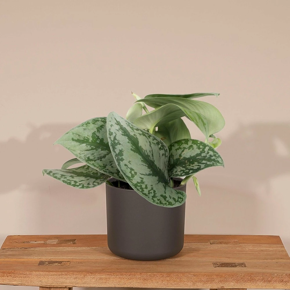 Pothos Scindapsus Pictus Epipremnum - H15cm, ø12cm - Plante D'intérieur Tombante 4 Pothos Scindapsus Pictus Epipremnum - H15cm, ø12cm - Plante D'intérieur Tombante – Image 2