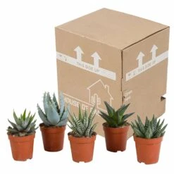 Gasteria, Haworthia, Box De 5 Plantes - H12cm, ø5,5cm - Plantes D'intérieur -Einhell Boutique bf054cfd56654567
