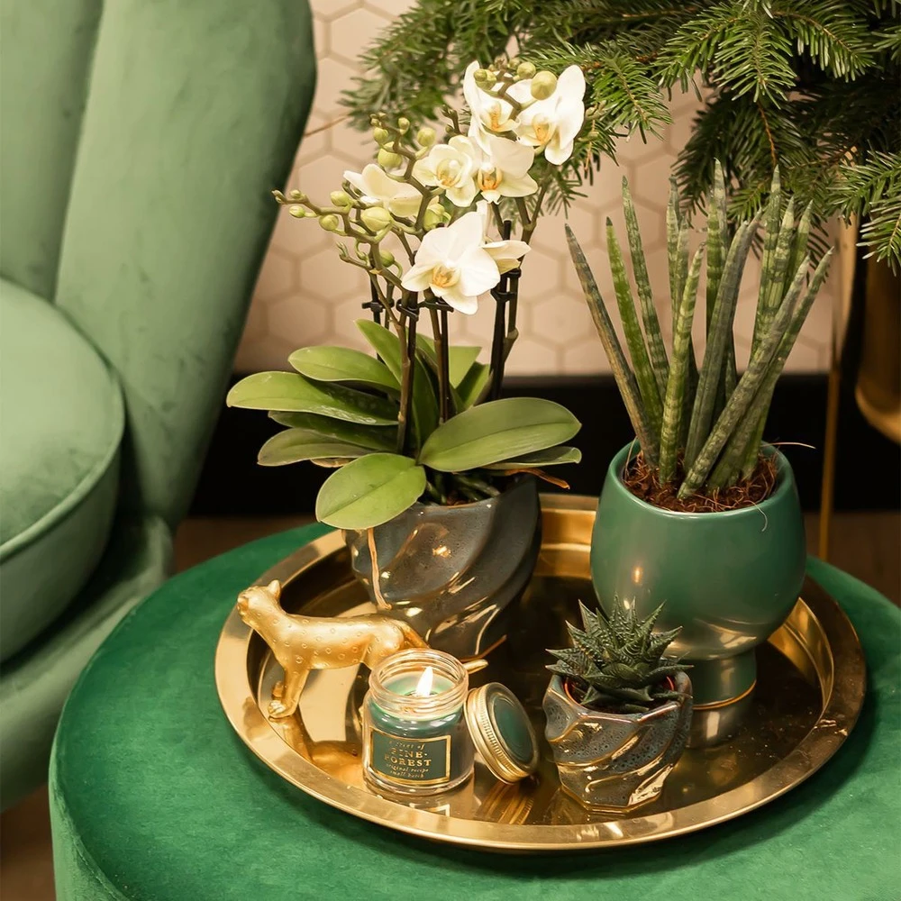 Haworthia Limifolia - ø6cm - H11cm, ø6cm - Plante D'intérieur 5 Haworthia Limifolia - ø6cm - H11cm, ø6cm - Plante D'intérieur – Image 3