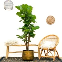 Ficus Lyrata Xxl - H180cm, ø30cm - Très Grande Plante D'intérieur -Einhell Boutique c4a590809dd8122a