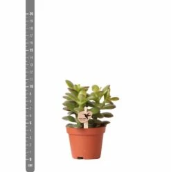 Crassula - H11cm, ø6cm - Plante D'intérieur 11 Crassula - H11cm, ø6cm - Plante D'intérieur -Einhell Boutique c4e1906cdfe0566b
